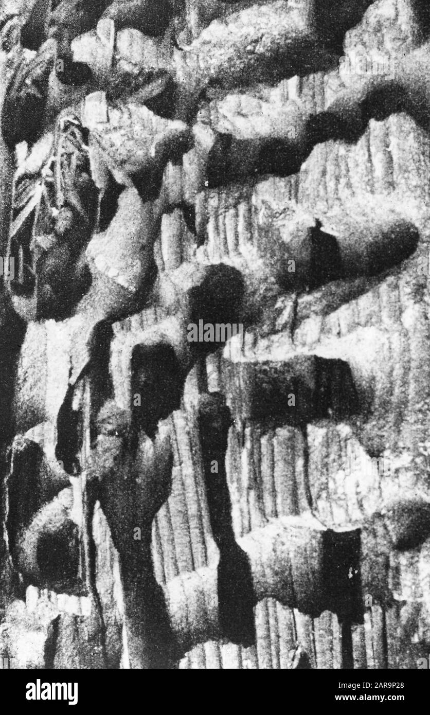 Insectes, dommages, camponotus Date: Non daté mots clés: Dommages, insectes Nom personnel: Camponotus Banque D'Images