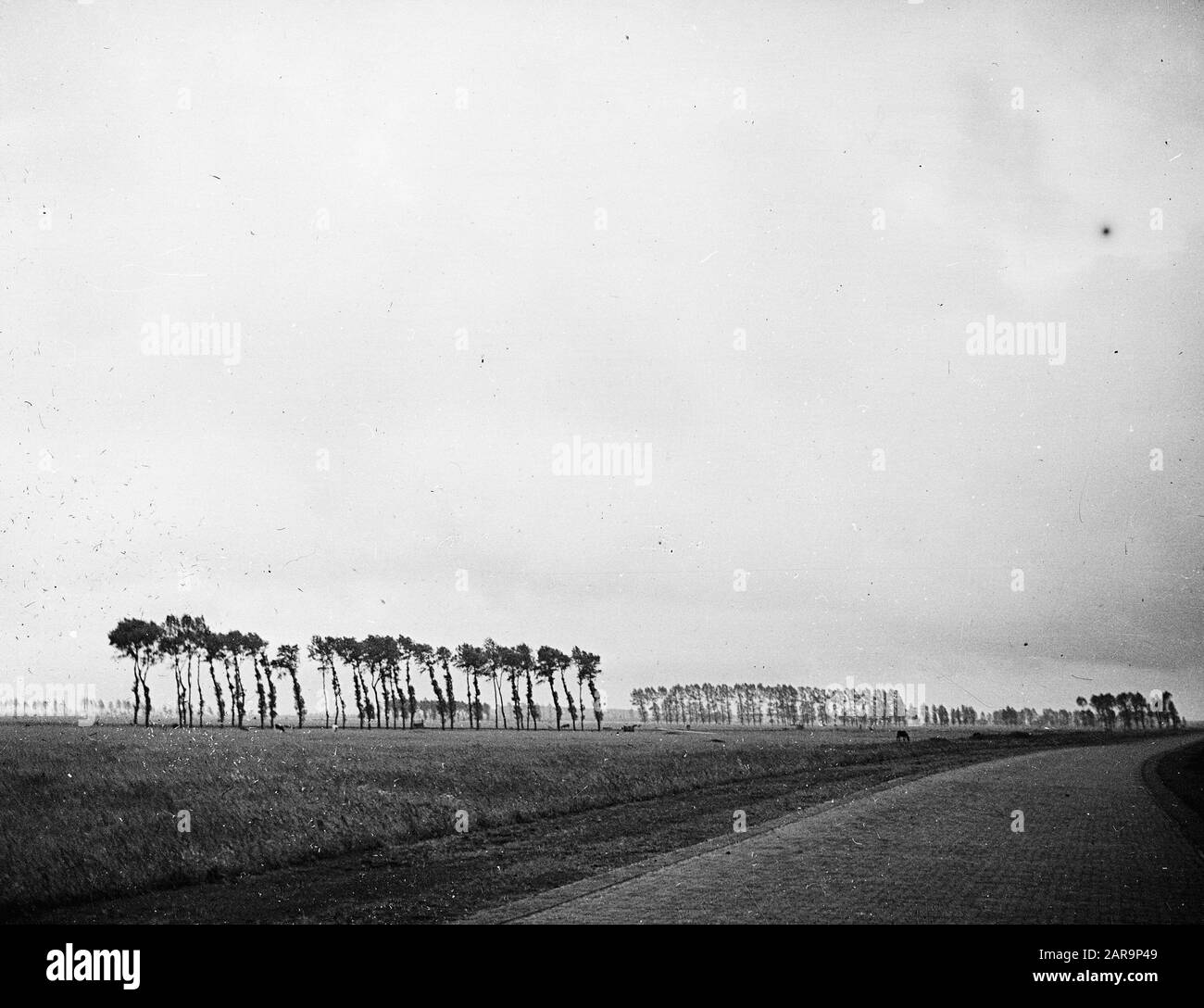 Plantation de routes mal taillé Date: Non taillé mots clés: Avenues, élagage, plantations de routes Banque D'Images
