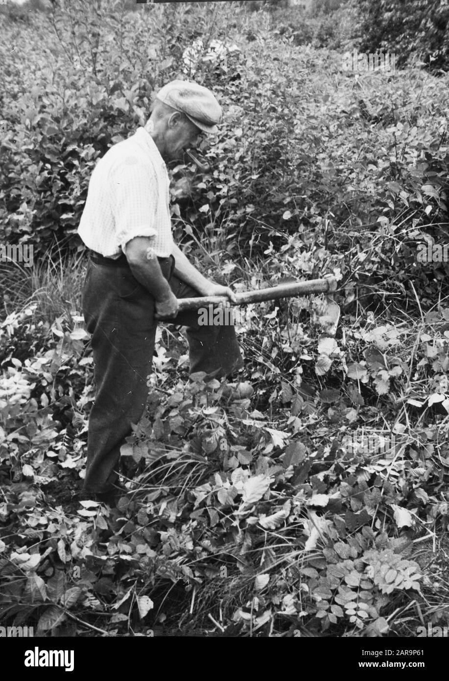 Le bois de broyage est coupé Date: Non daté mots clés: Foresterie, labourage, extraction de bruyère, drainage Banque D'Images