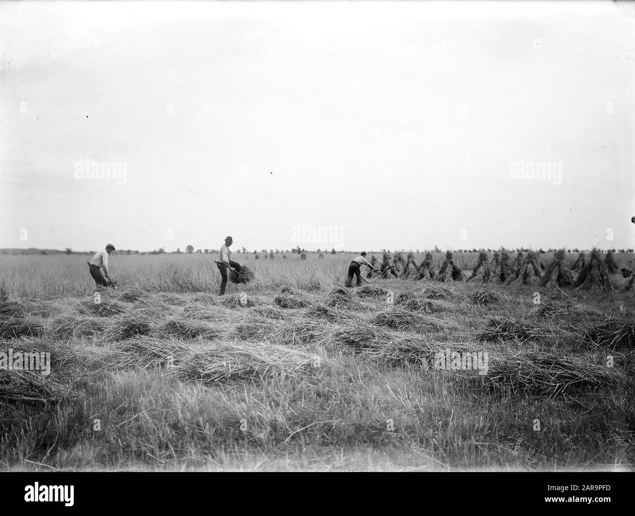 Extraction, semis et récolte, avoine, travailleurs Date: Non daté mots clés: Travailleurs, avoine, extraction, semis et récolte Banque D'Images