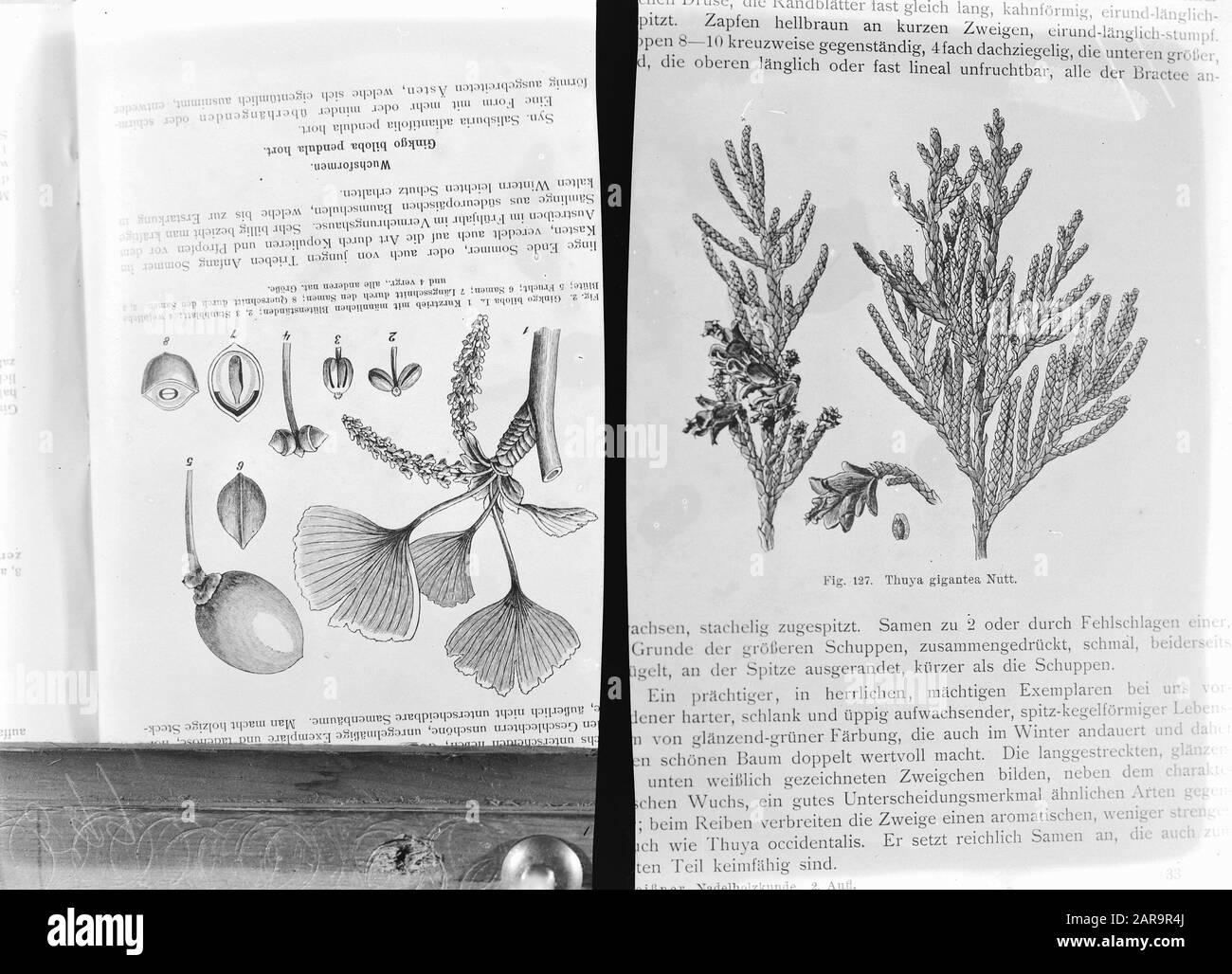 Bois de conifères, thuja gigantea, ginko biloba Date: Non daté mots clés: Bois de conifères Nom de personne: Ginko biloba, thuja gigantea Banque D'Images
