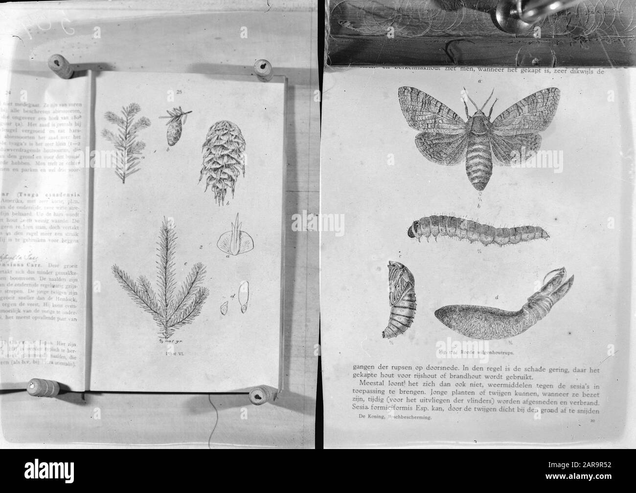 Bois de conifères, insectes, trups de bois de saule rouge Date: Non daté mots clés: Insecte, bois de conifères Nom personnel: Trups de bois de saule rouge Banque D'Images