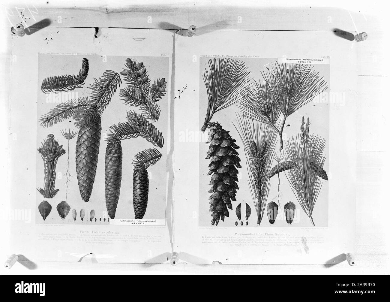 Reproductions, bois de conifères, pinus strobus, picea excelsa Date: Non daté mots clés: Conifères, reproductions Nom personnel: Picea excelsa, pinus strobus Banque D'Images