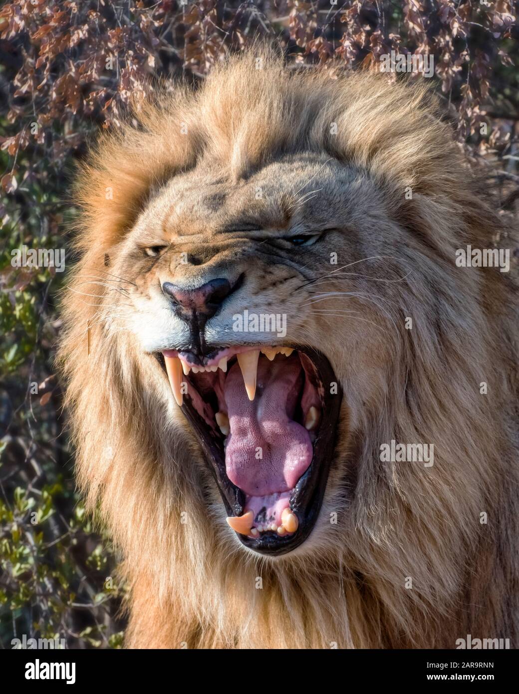 Jeune Mâle Lion Roaring À Dawn En Afrique Du Sud Banque D'Images