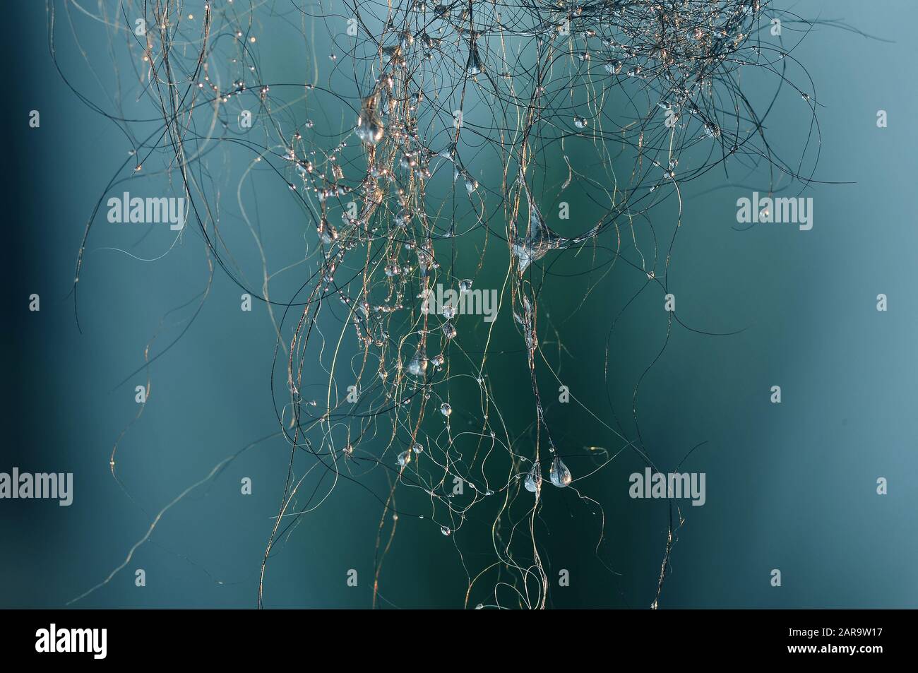 Gouttes d'eau sur les cheveux Banque D'Images