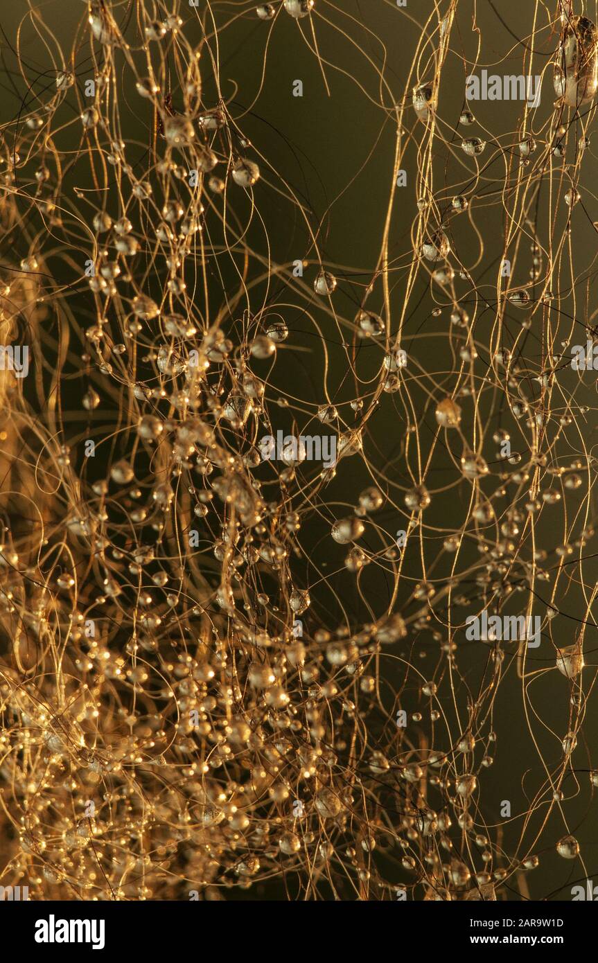 Gouttes d'eau sur les cheveux Banque D'Images