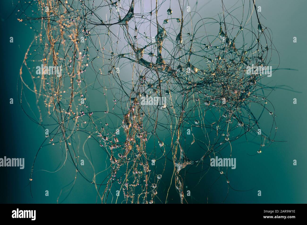 Gouttes d'eau sur les cheveux Banque D'Images