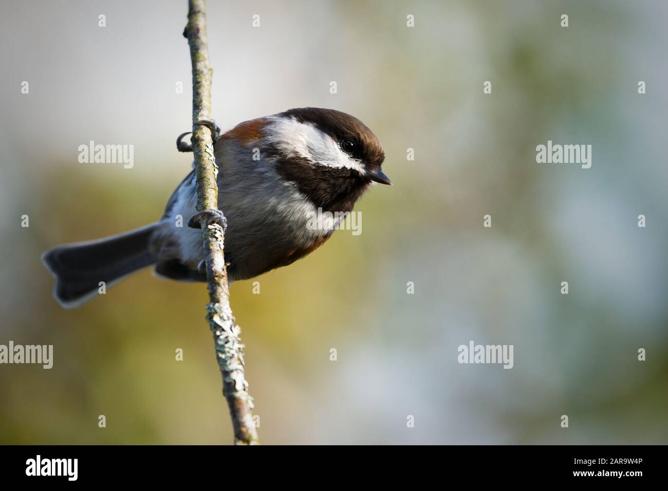 Chichadee à dos de châtaignier perché sur la branche verticale, Snohomish, Washington, États-Unis Banque D'Images