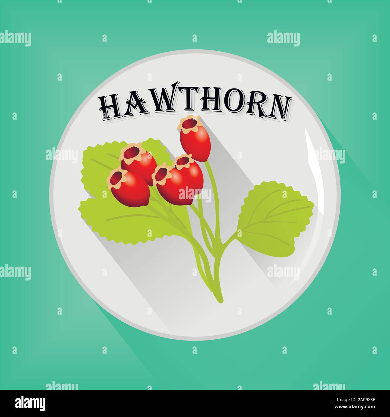 Image vectorielle d'icône plate d'autocollant d'assaisonnement Hawthorn Illustration de Vecteur