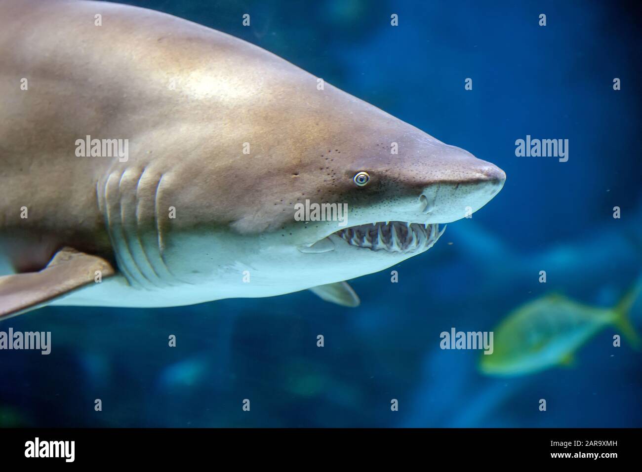 Close up underwater grand requin blanc Banque D'Images