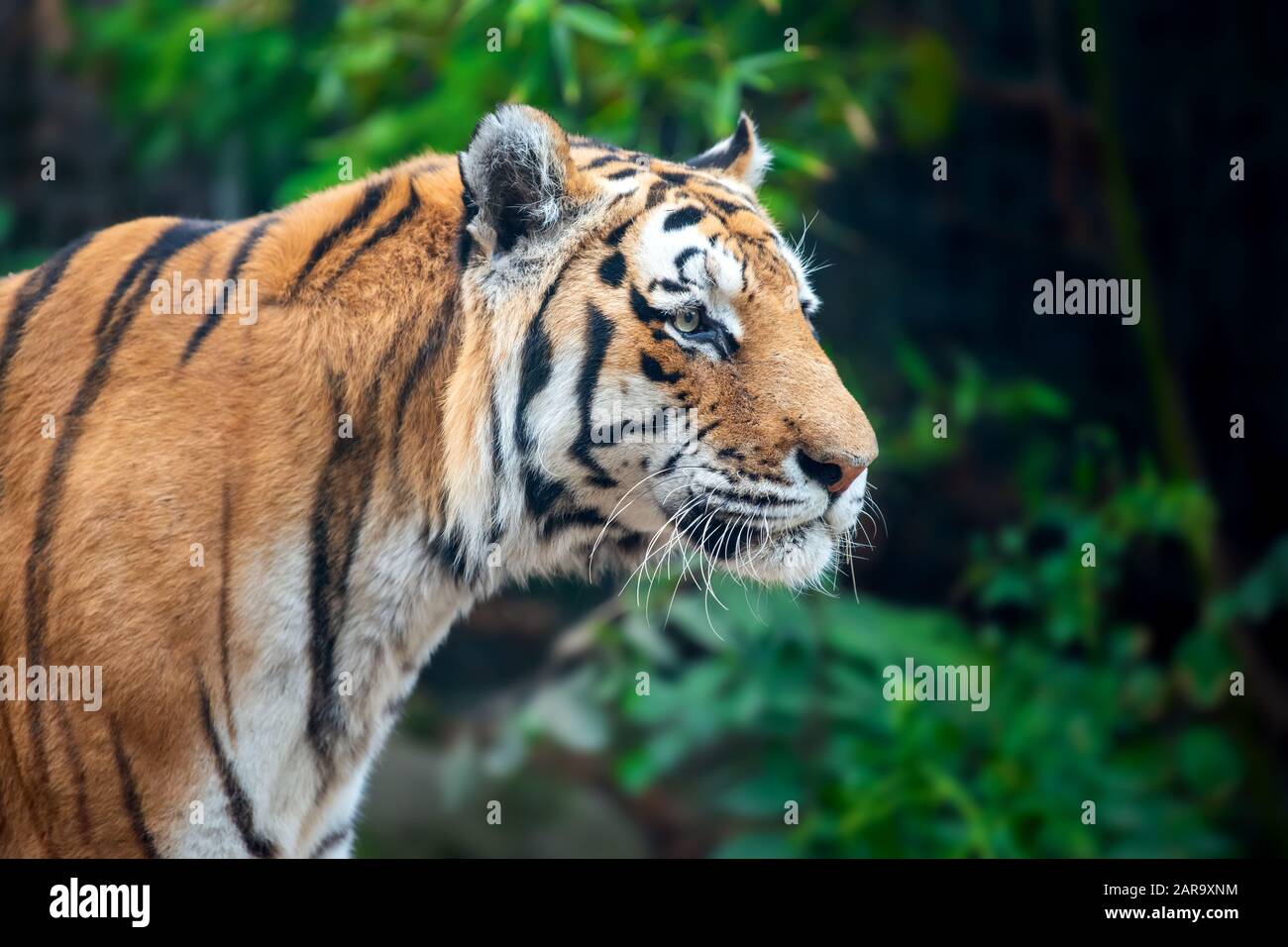 Tigre sur l'arrière-plan des arbres. Animal sauvage dans l'habitat de la nature Banque D'Images