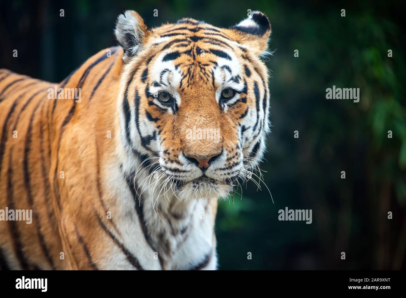 Gros plan tigre debout dans l'herbe regardant l'appareil photo Banque D'Images