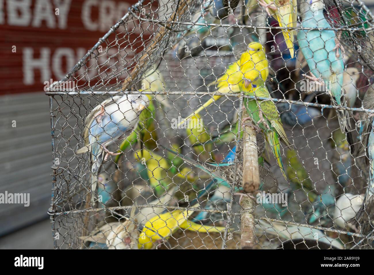 Les perroquets d'oiseaux de compagnie dans la cage, Haldwani, Nainital, Kumaon, Uttarakhand, Inde, Asie Banque D'Images