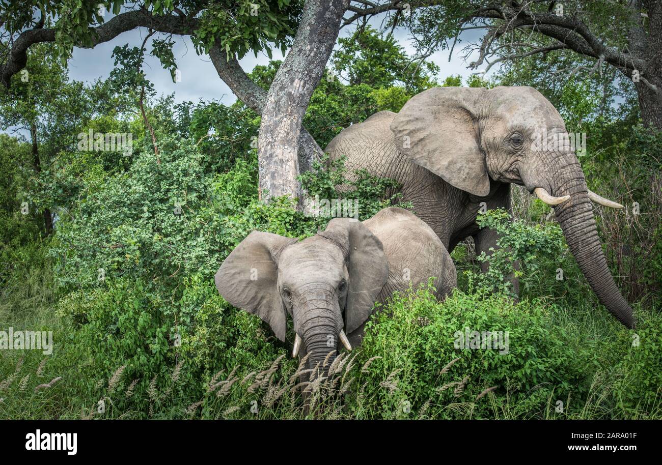 Les éléphants dans le Parc National Kruger, Afrique du Sud. Banque D'Images