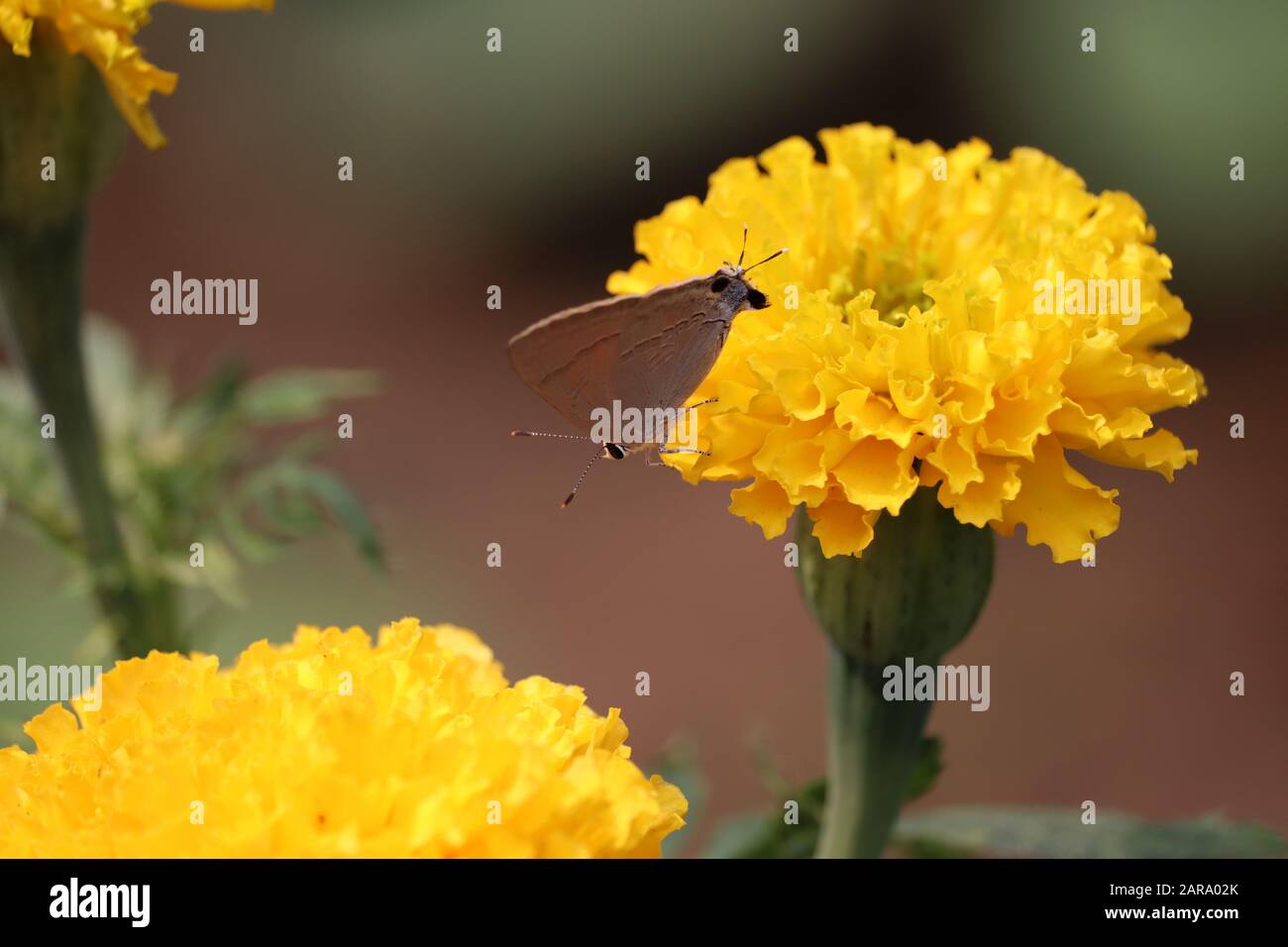 insecte papillon blanc et noir perché sur une fleur de marigold jaune dans les sources sur le jardin de marigold Banque D'Images