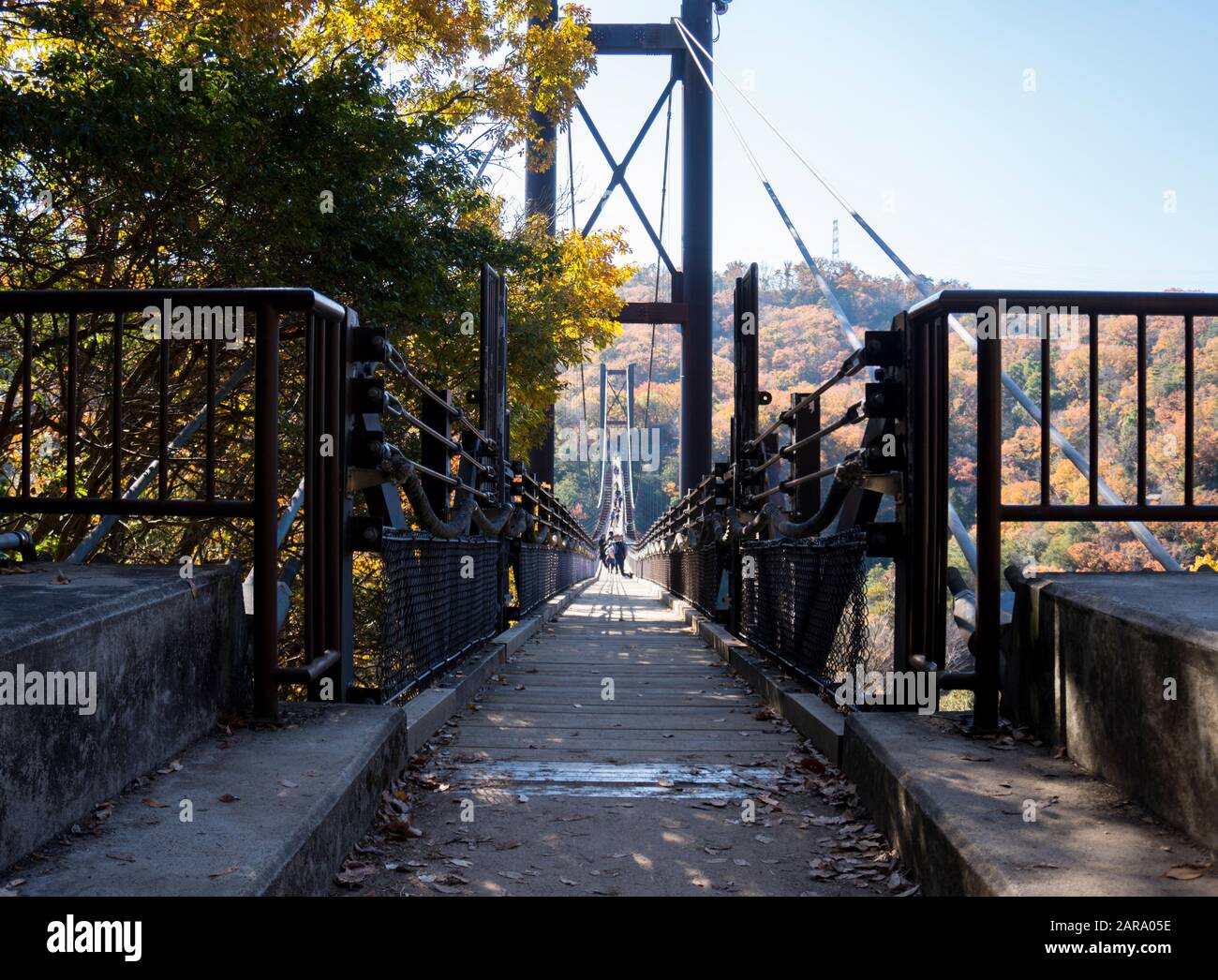 Osaka, Japon - 8 décembre 2019 : Pont suspendu entouré de ginkgo et d'érables à Hoshi no Buranko, Hoshida, Katano pendant le feuillage d'automne Banque D'Images
