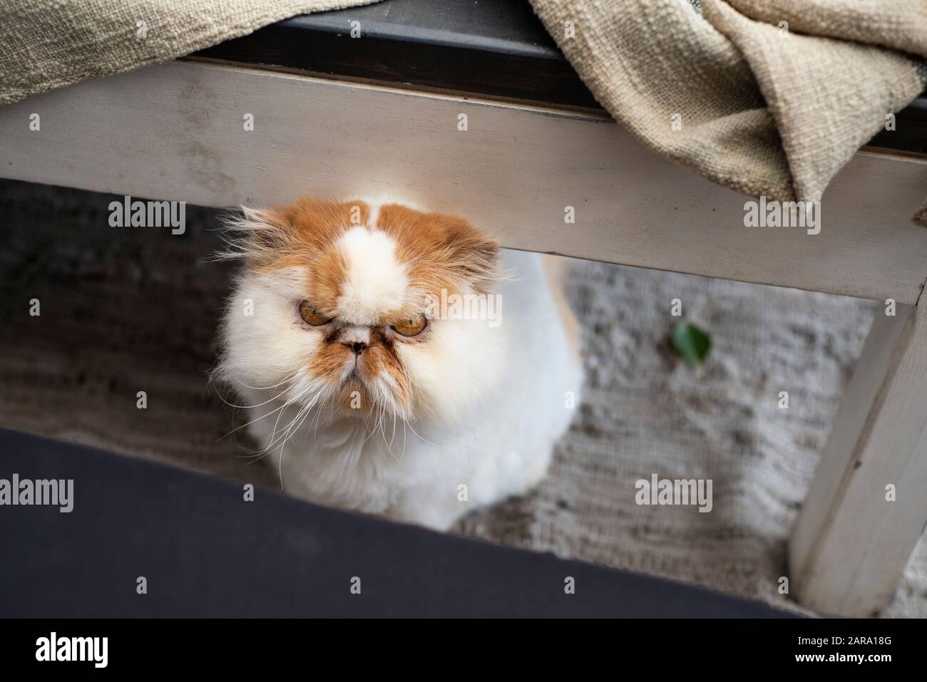 Chat Domestique Persan Blanc Aux Yeux Bleus Banque De Photographies Et D Images A Haute Resolution Alamy