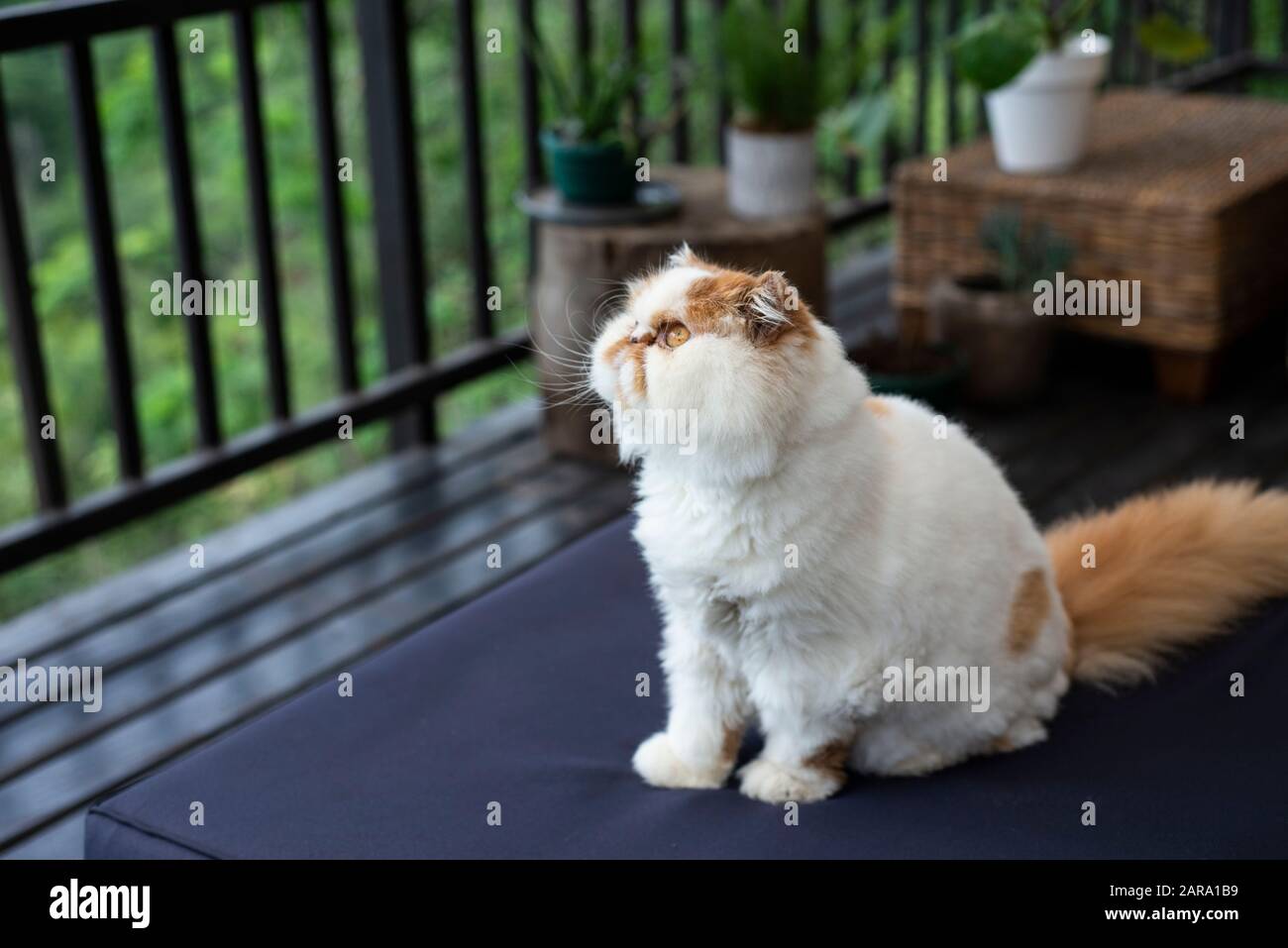 Chat persan blanc et brun clair Banque D'Images