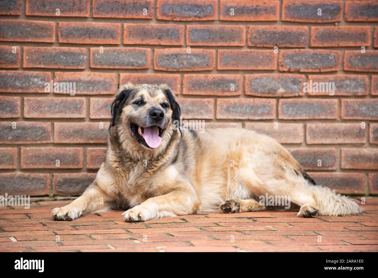 Portrait De Chien De Sauvetage Banque D'Images