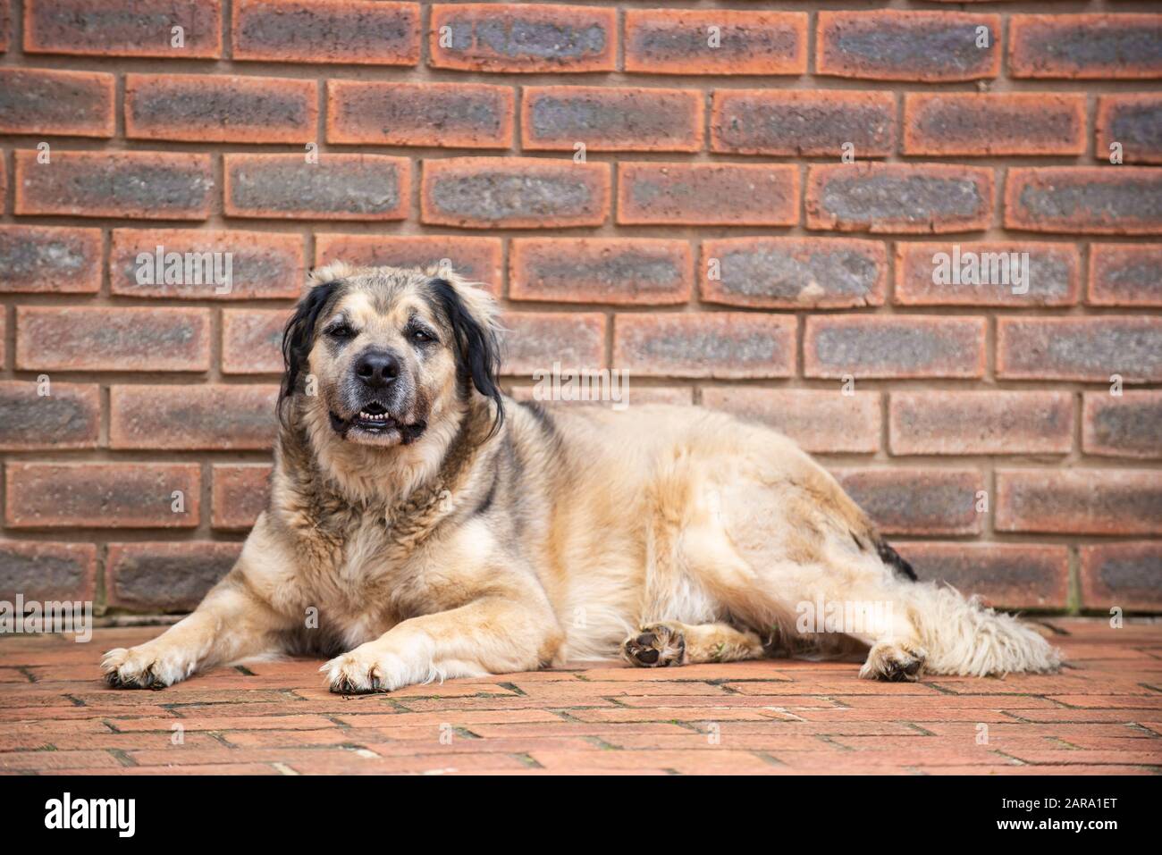 Portrait De Chien De Sauvetage Banque D'Images