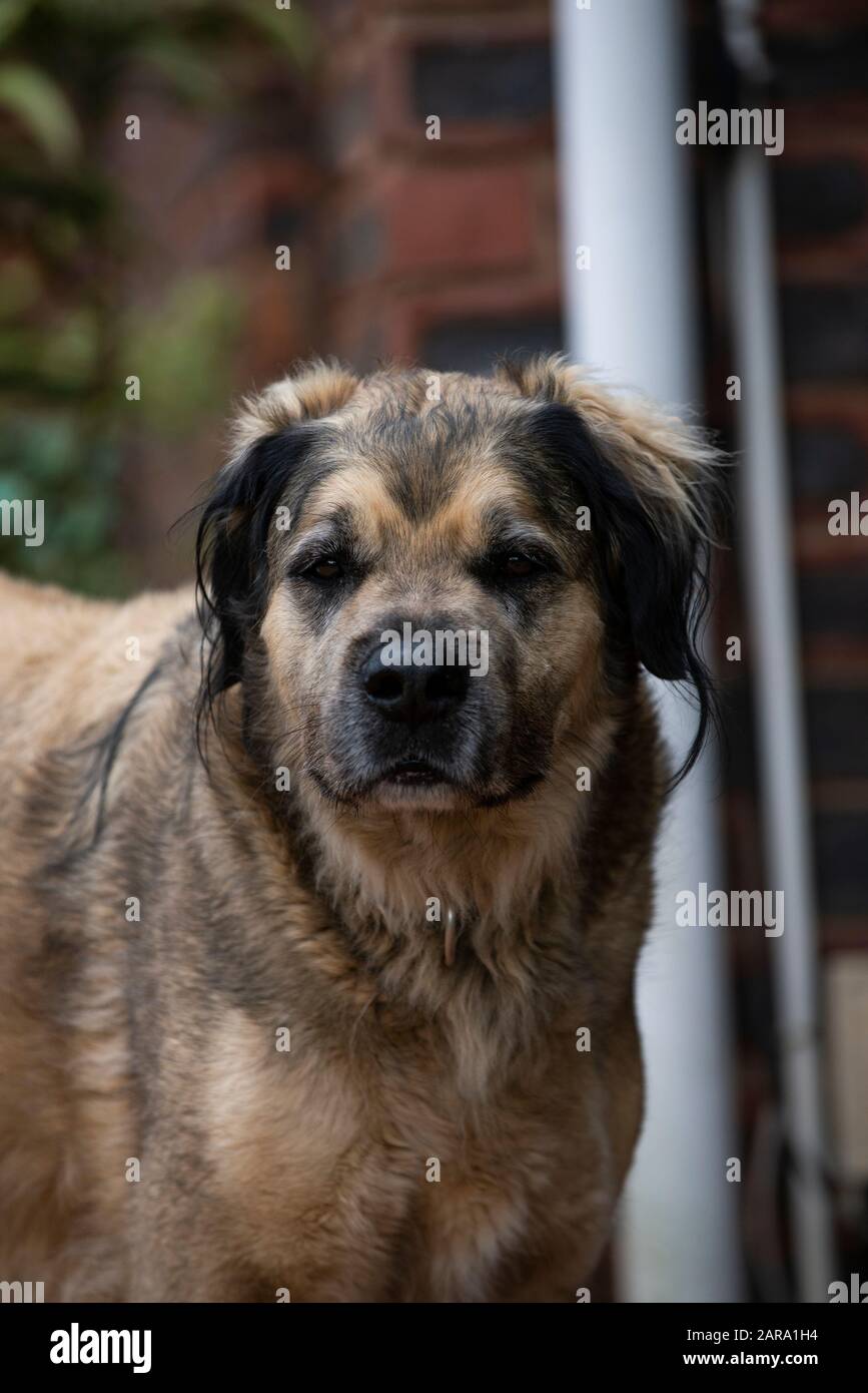 Portrait De Chien De Sauvetage Banque D'Images