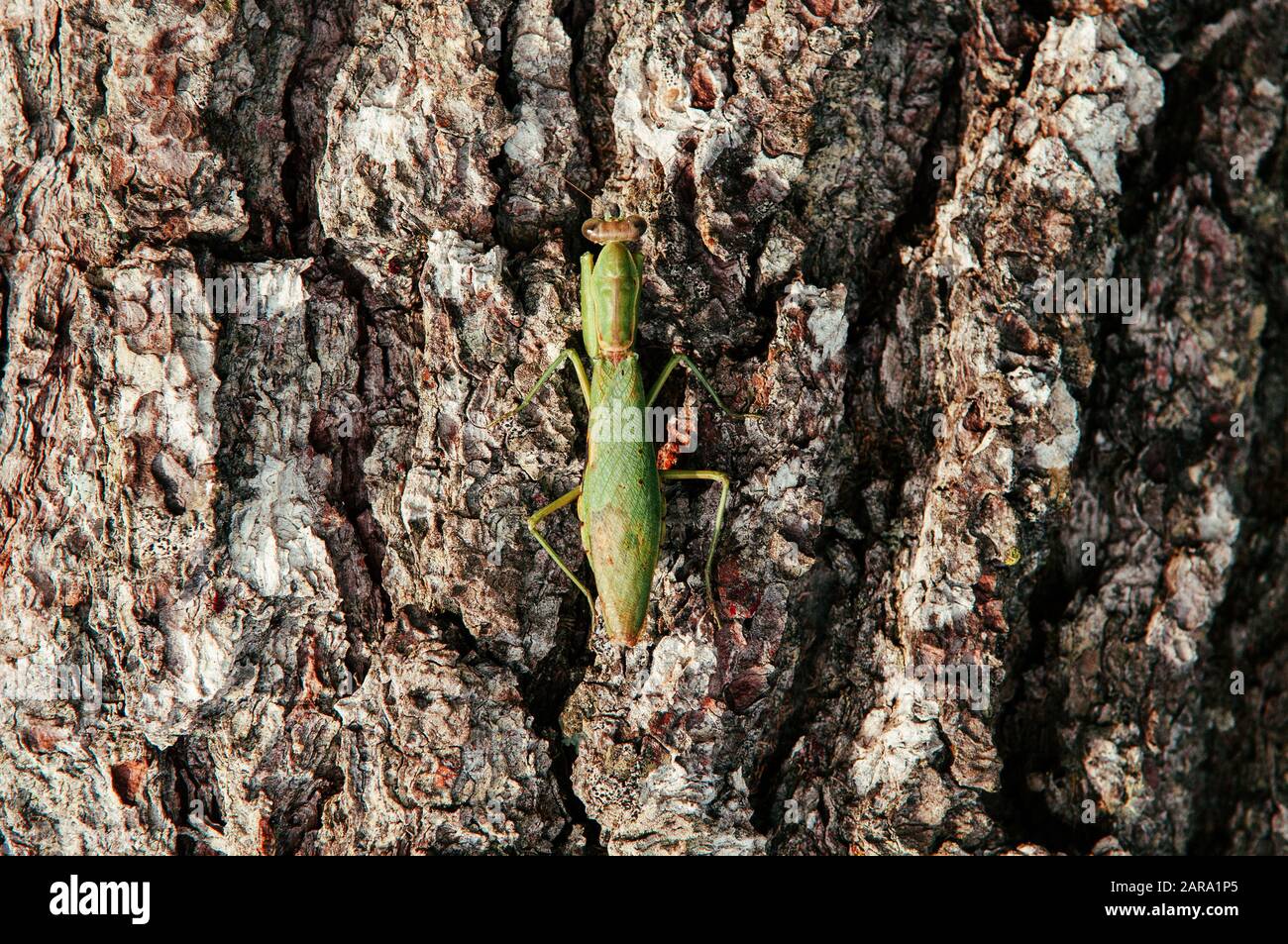 Mantis vert sauvage sur écorce d'arbre gros détails sur le dos et les ailes - insecte de prédateur naturel tropical Banque D'Images