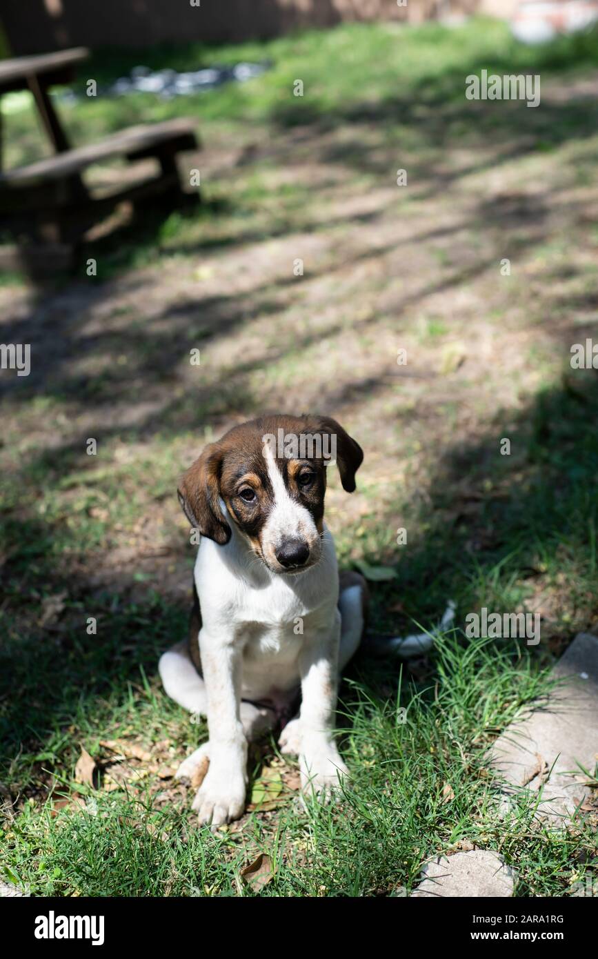 Portrait De Chien De Sauvetage Banque D'Images