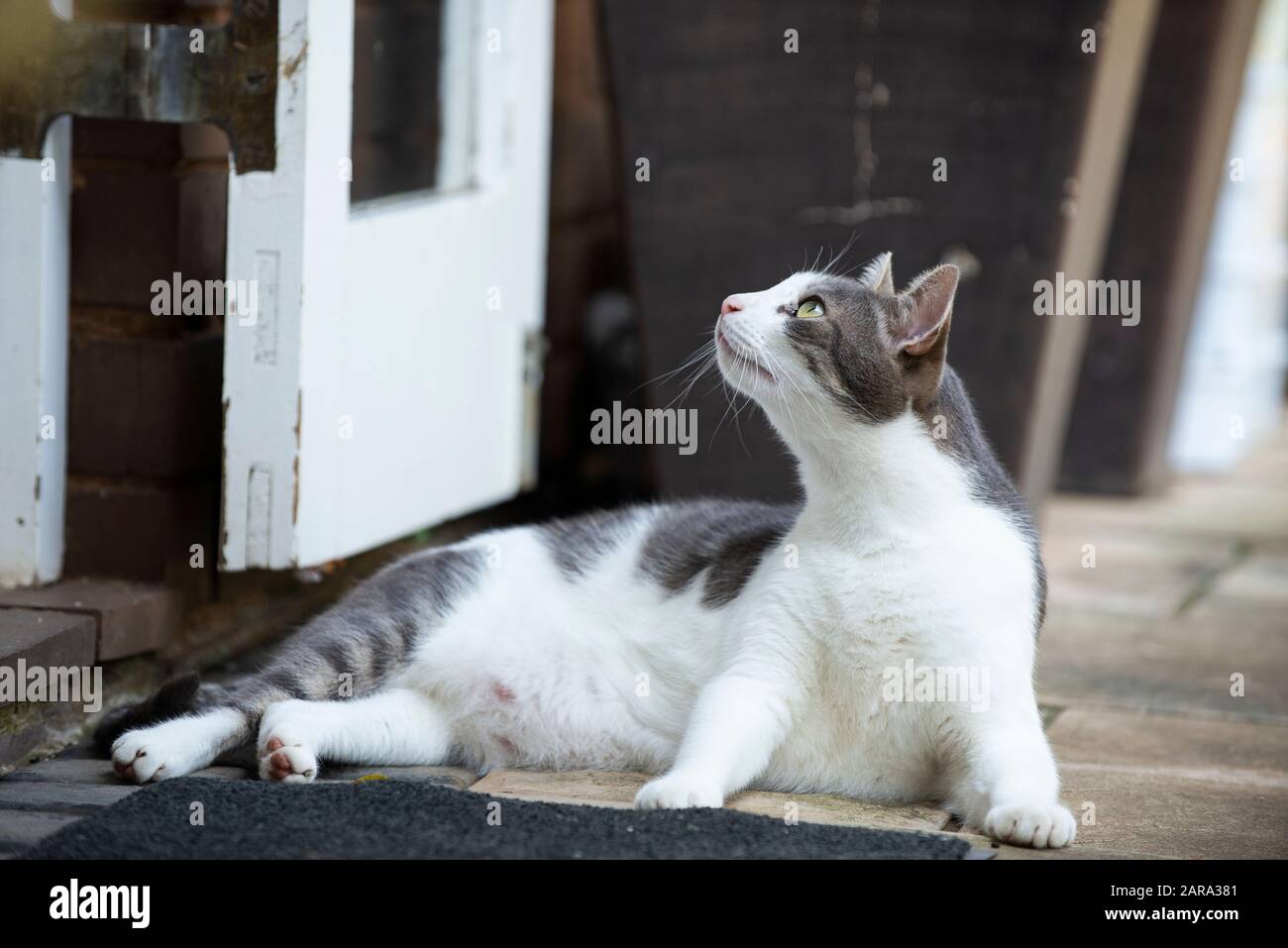 Chat Domestique A Poil Court Durban Afrique Du Sud Photo Stock Alamy