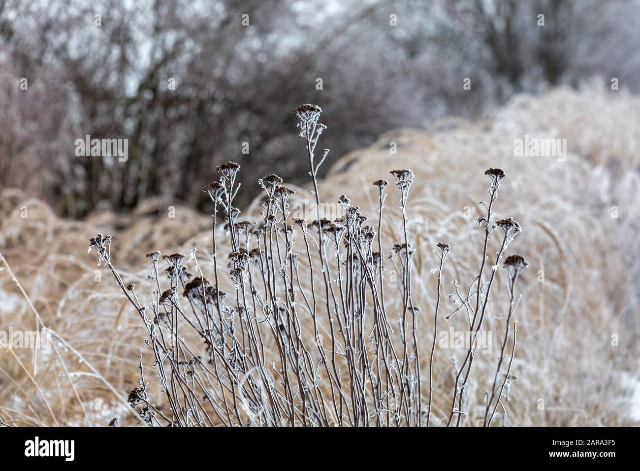 Plantez en hiver avec du gel intense. Arrière-plan naturel. Banque D'Images