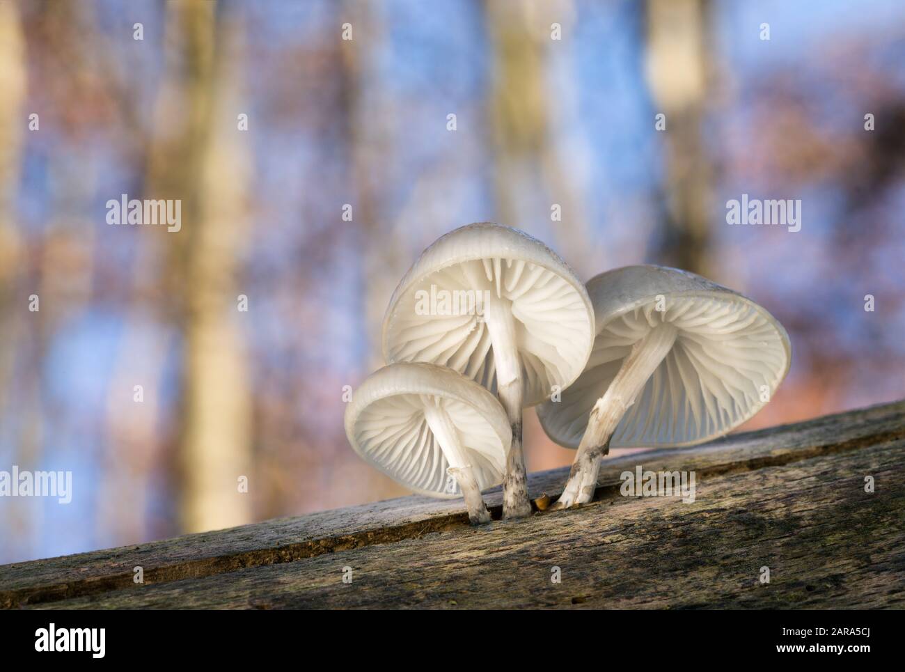 Champignon non comestible Mucidula mucida qui pousse sur les troncs d'arbres. Banque D'Images