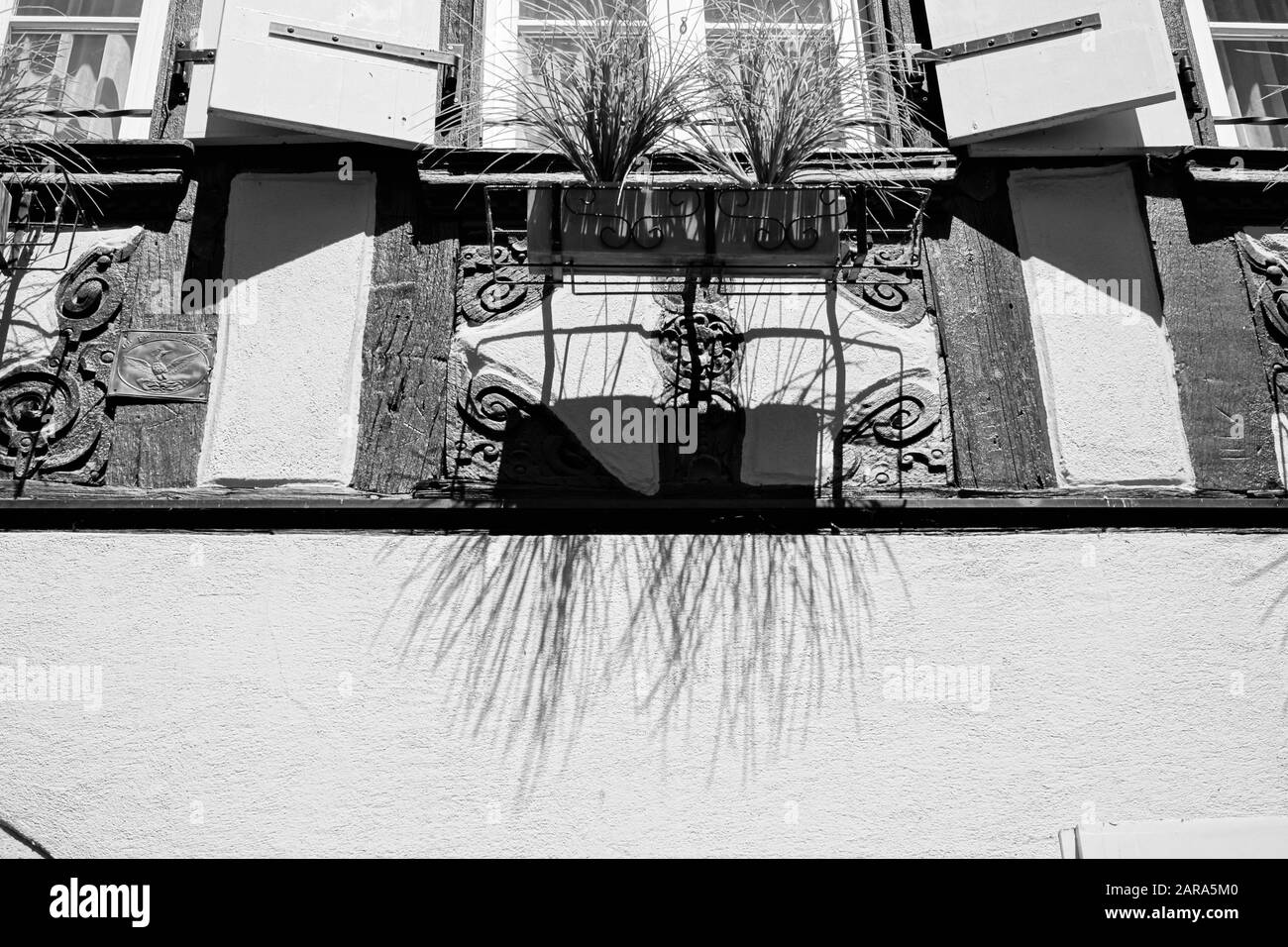 Plantes Sur Le Seuil De Vent, Colmar, Haut Rhin, Grand Est, France, Europe Banque D'Images