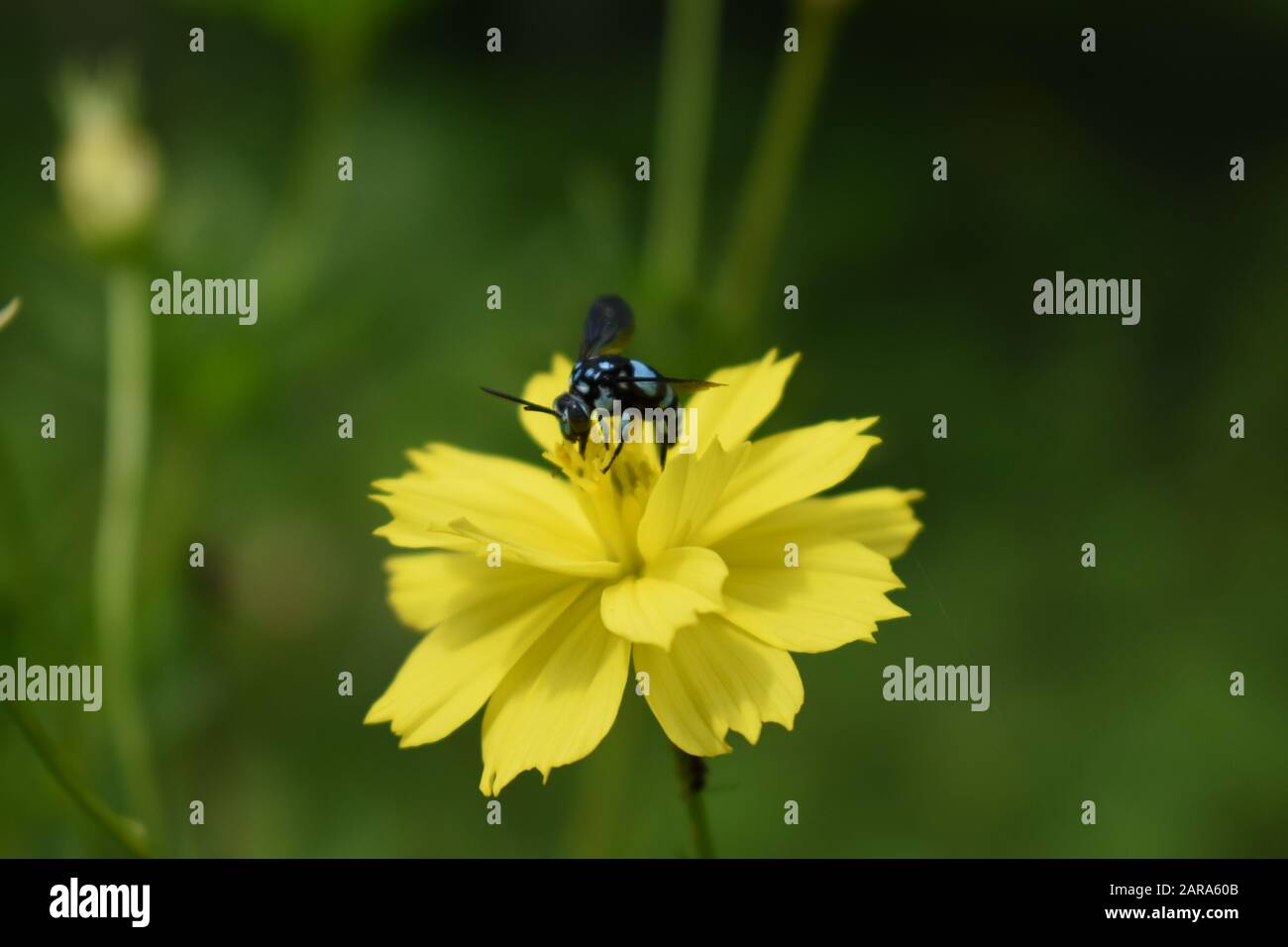 Une abeille de cuckoo néoclassique perchée sur une fleur de cosmos de soufre. Surakarta, Indonésie Banque D'Images