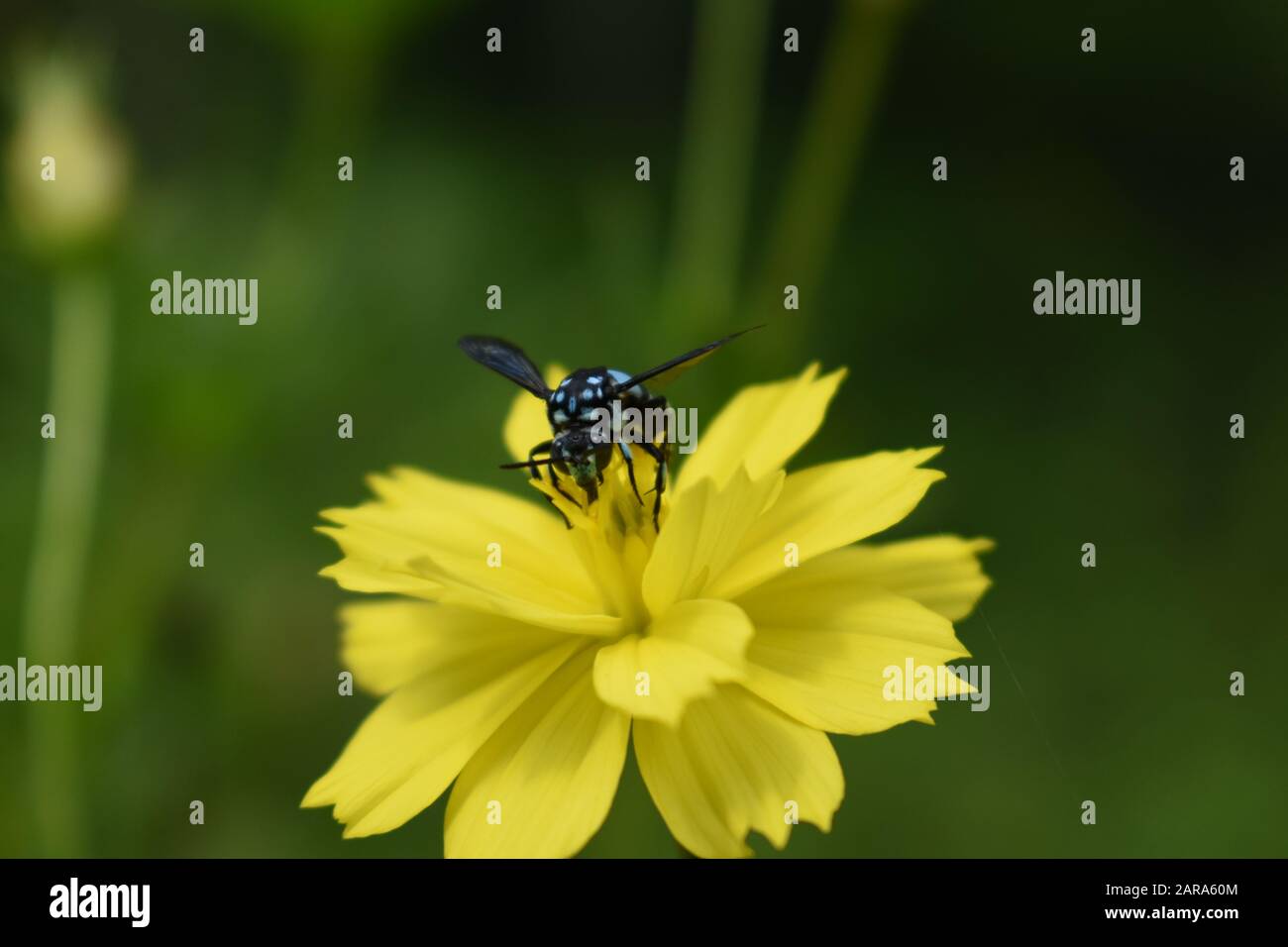 Une abeille coucou néon perchée sur une fleur de cosmos de soufre. Surakarta, Indonésie Banque D'Images