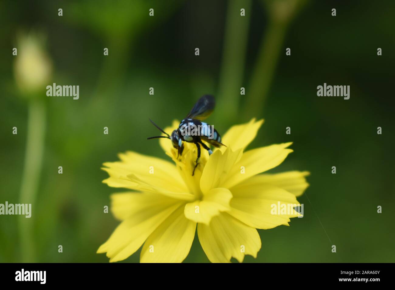Une abeille coucou néon perchée sur une fleur de cosmos de soufre. Surakarta, Indonésie Banque D'Images