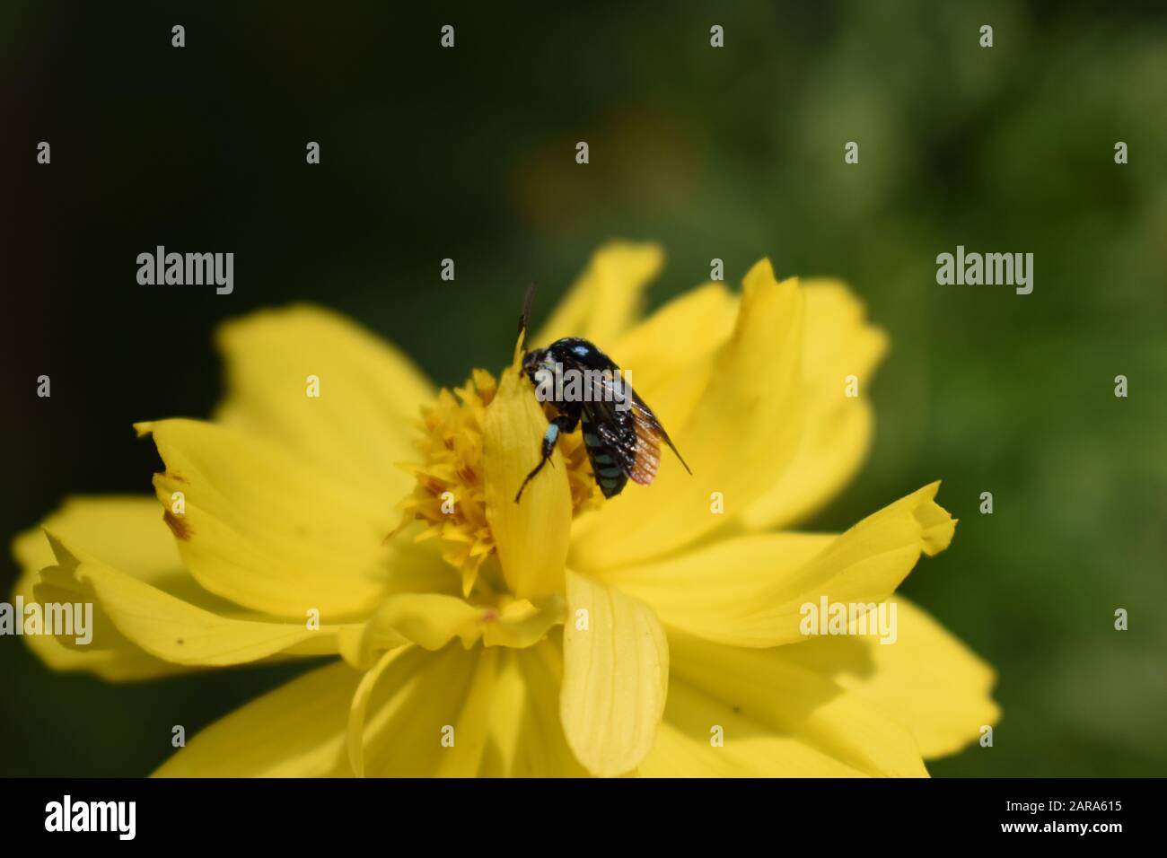 Une abeille coucou néon perchée sur une fleur de cosmos de soufre. Surakarta, Indonésie Banque D'Images