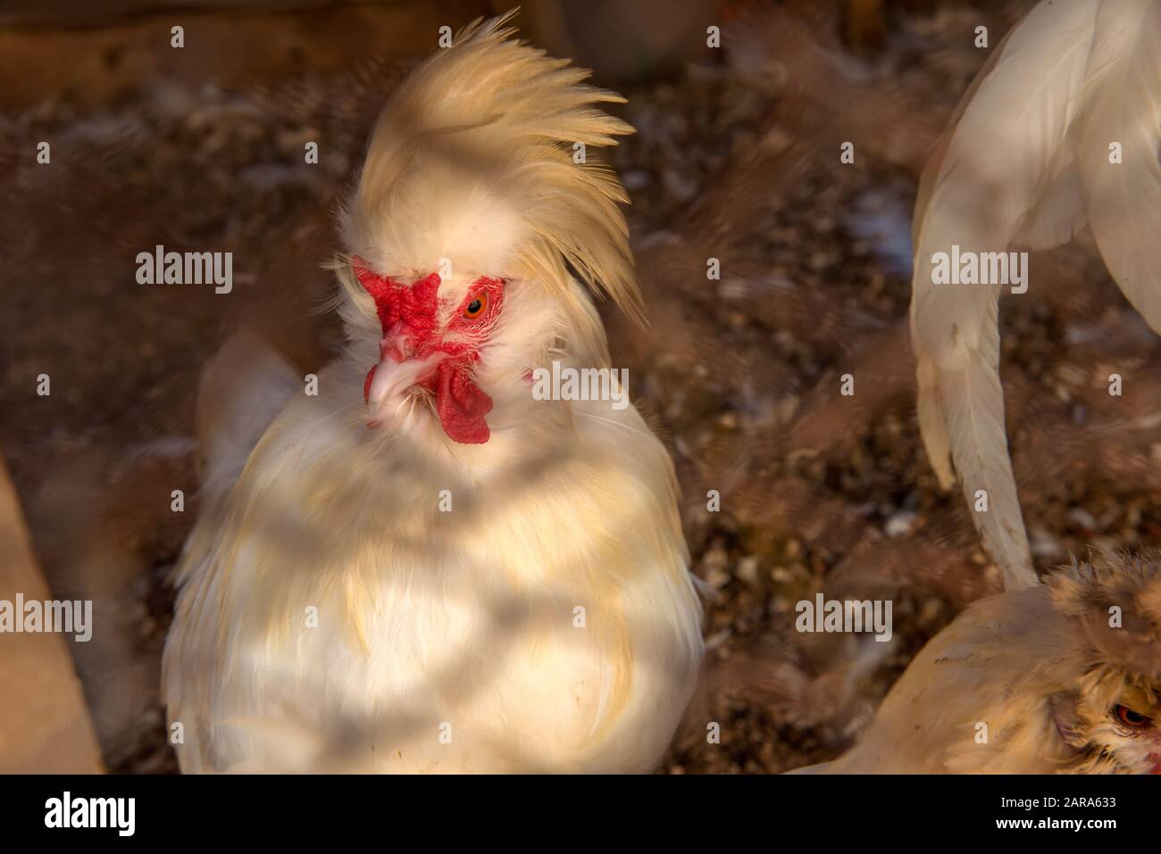 Poulet moelleux blanc dans une coop de poulet sur une ferme Banque D'Images
