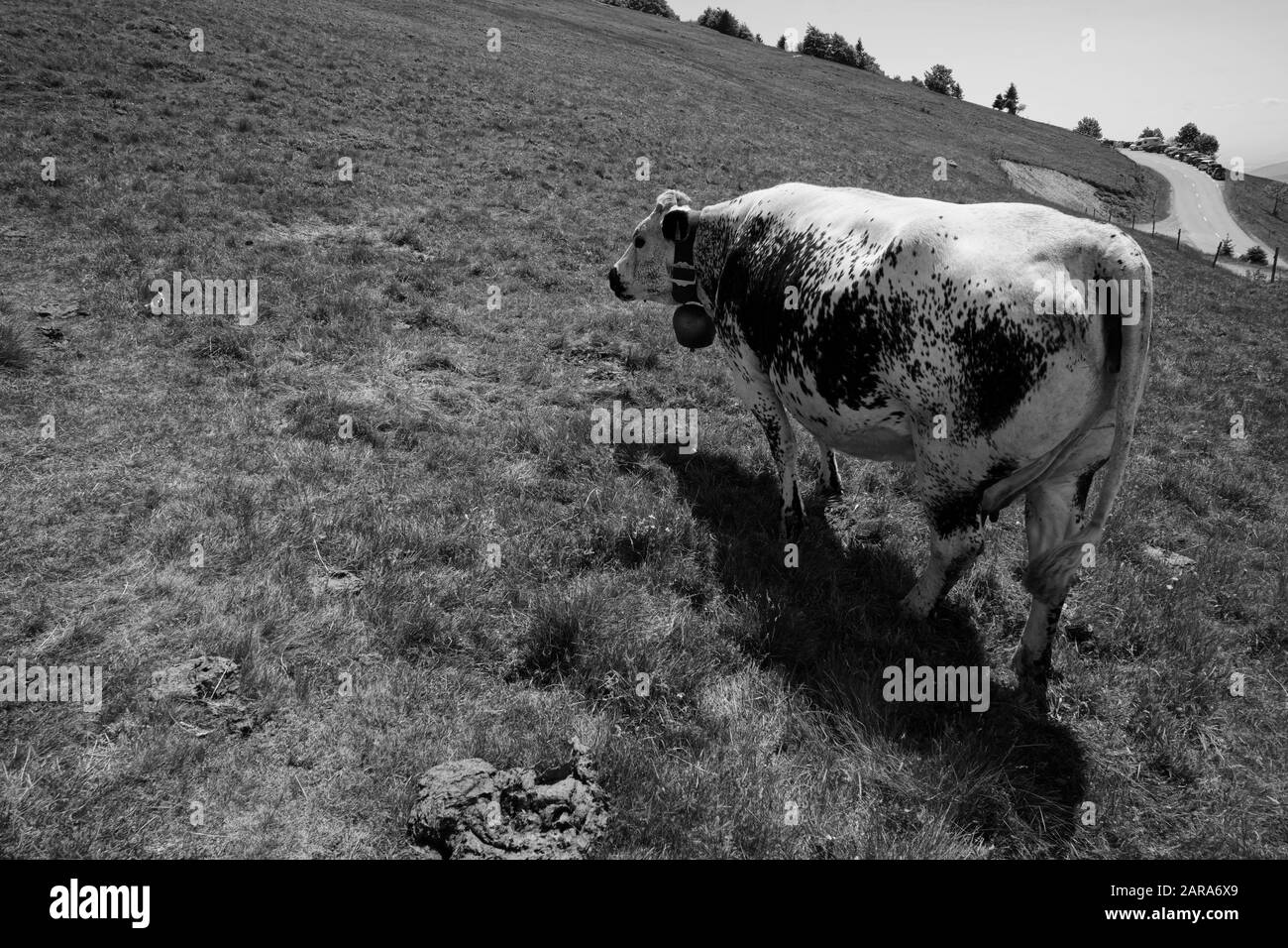 Vache Holstein, Storkensohn, Haut Rhin, Grand Est, France, Europe Banque D'Images