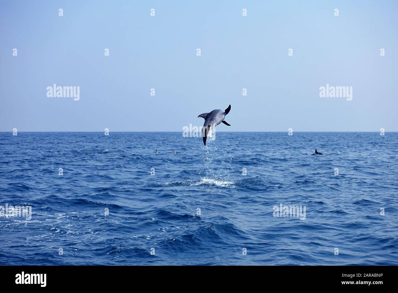 Magnifique dauphin qui sautait sur l'océan bleu. Paysage sauvage de golf persan. Animaux marins dans l'habitat naturel. Banque D'Images