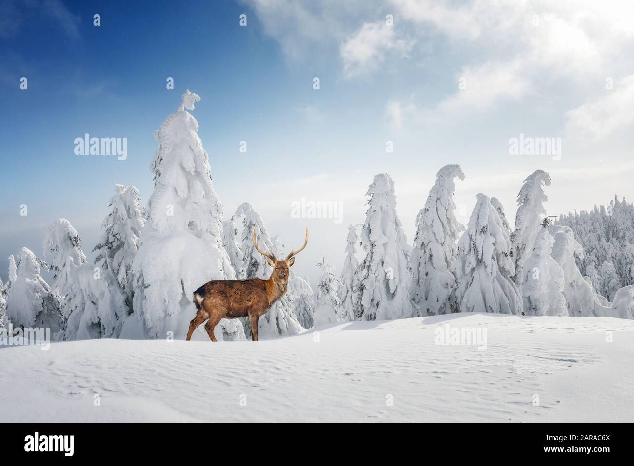 Fantastique paysage d'hiver avec des arbres enneigés et des cerfs sauvages. Montagnes De Carpates, Ukraine, Europe. Concept de vacances de Noël Banque D'Images