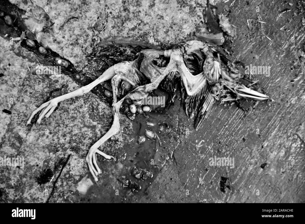 Porc Aux Oiseaux Morts, Veermata Jijabai Bhosale Udyan, Byculla Zoo, Mumbai, Maharashtra, Inde, Asie Banque D'Images