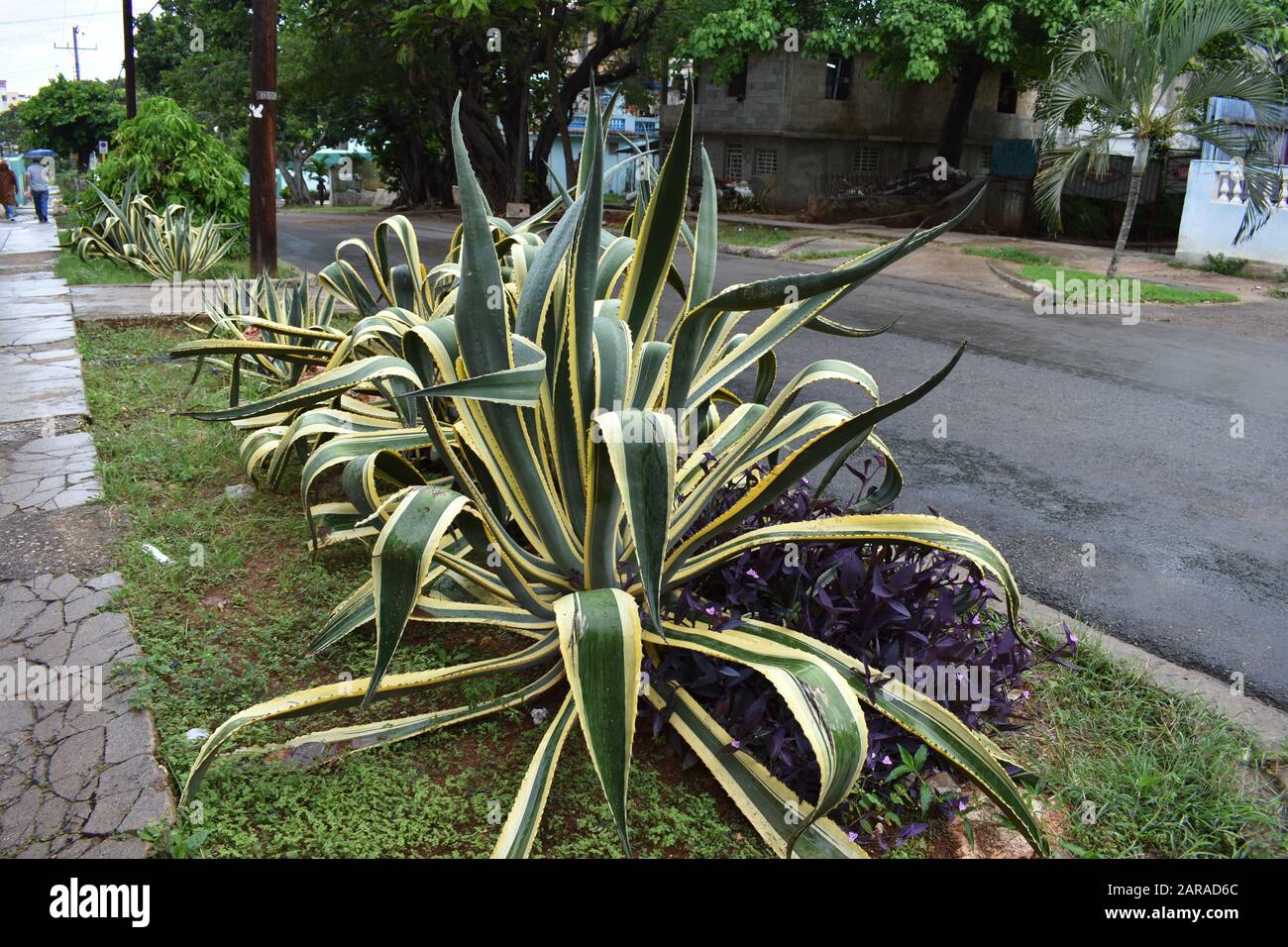Usine géante d'agave dans les rues de la Havane à Cuba Banque D'Images