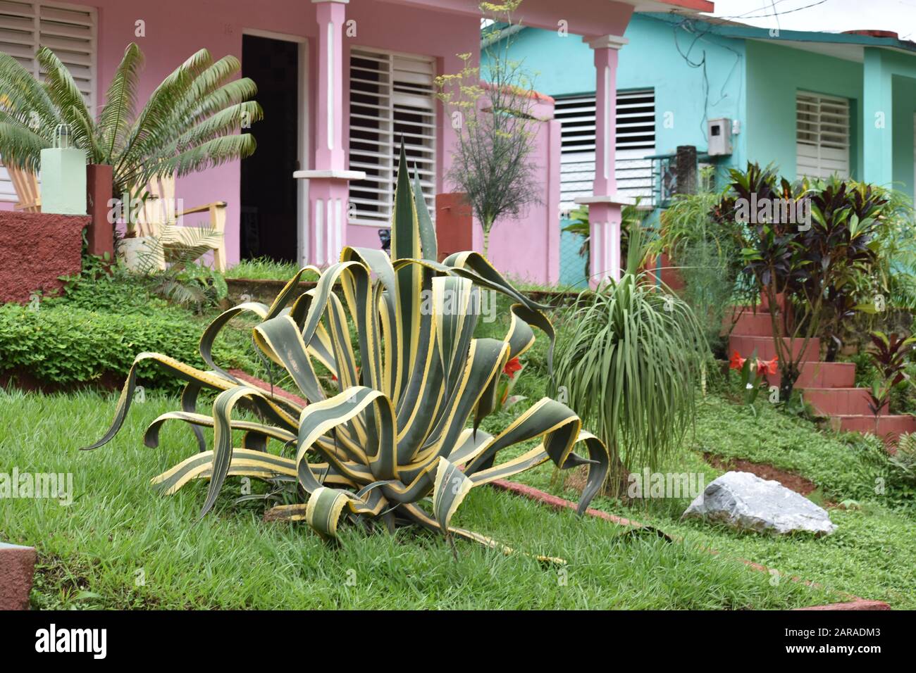 Usine géante d'agave en face d'une maison à Vinales Cuba Banque D'Images