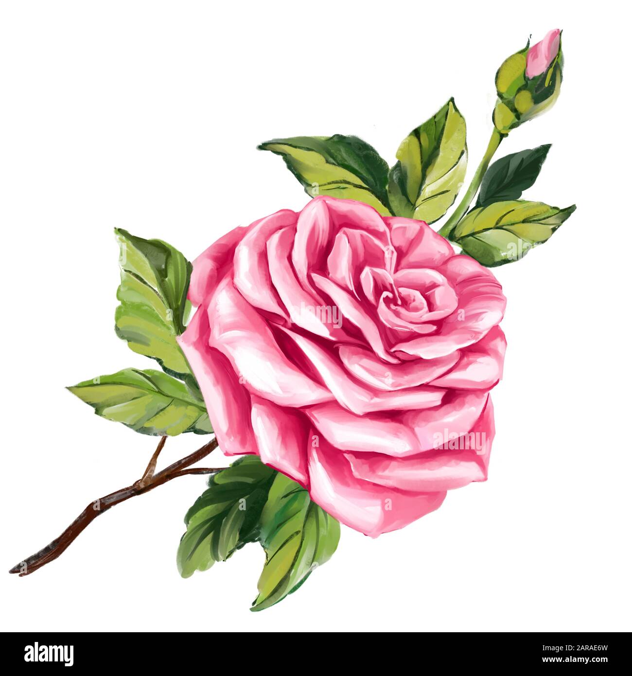 fleur rose rose avec feuilles vertes, illustration d'art peinte avec des aquarelles isolées sur fond blanc. Banque D'Images