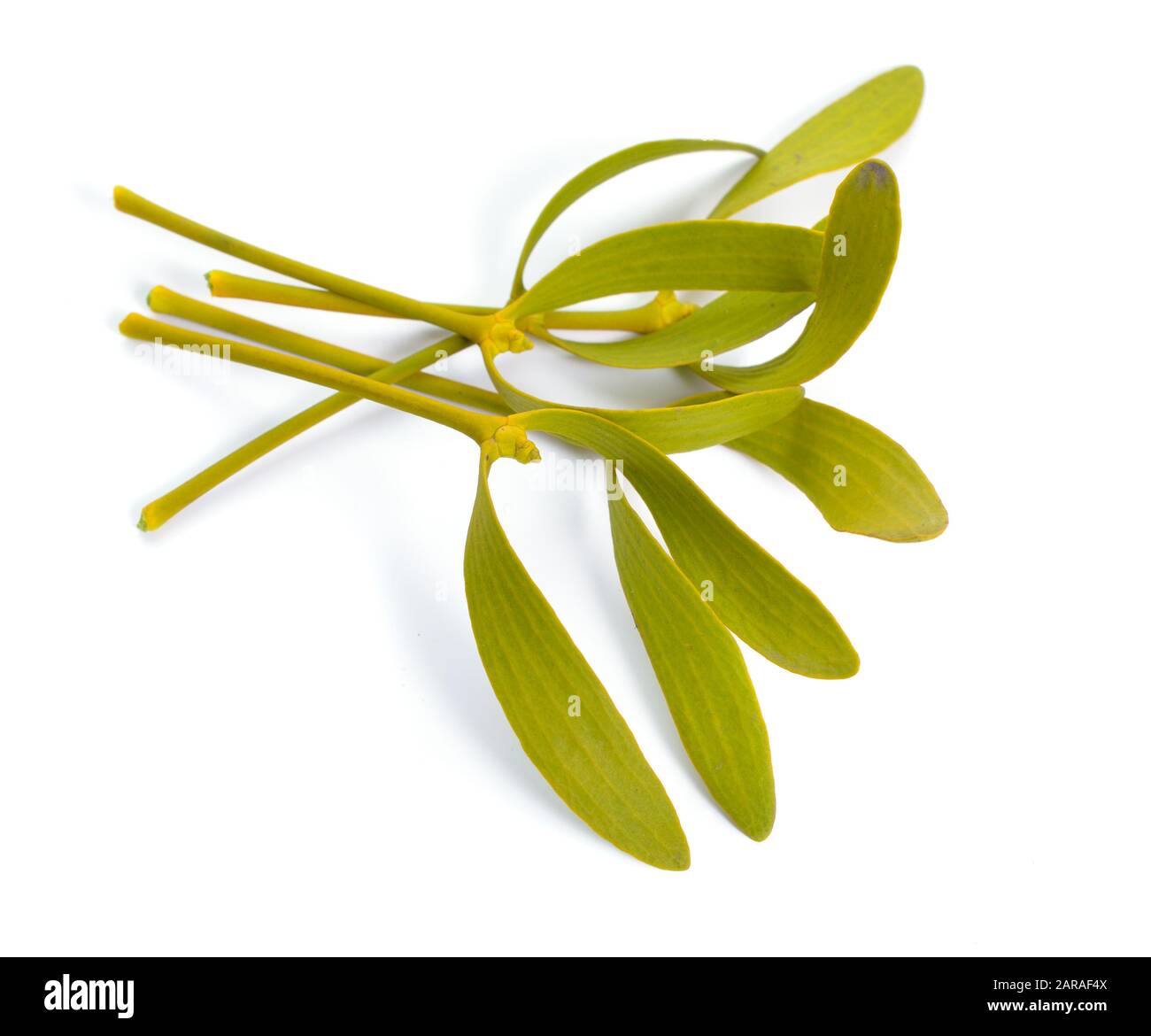 Album Viscum, communément appelé GUI européen, GUI commun ou tout simplement comme GUI, GUI. Isolé sur fond blanc. Banque D'Images