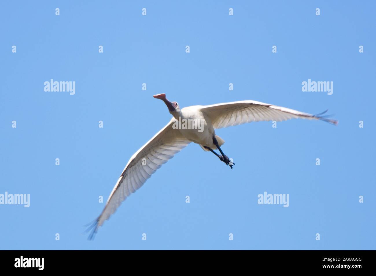 Spoonbill africain (Platalea alba) en vol, Gambie. Banque D'Images