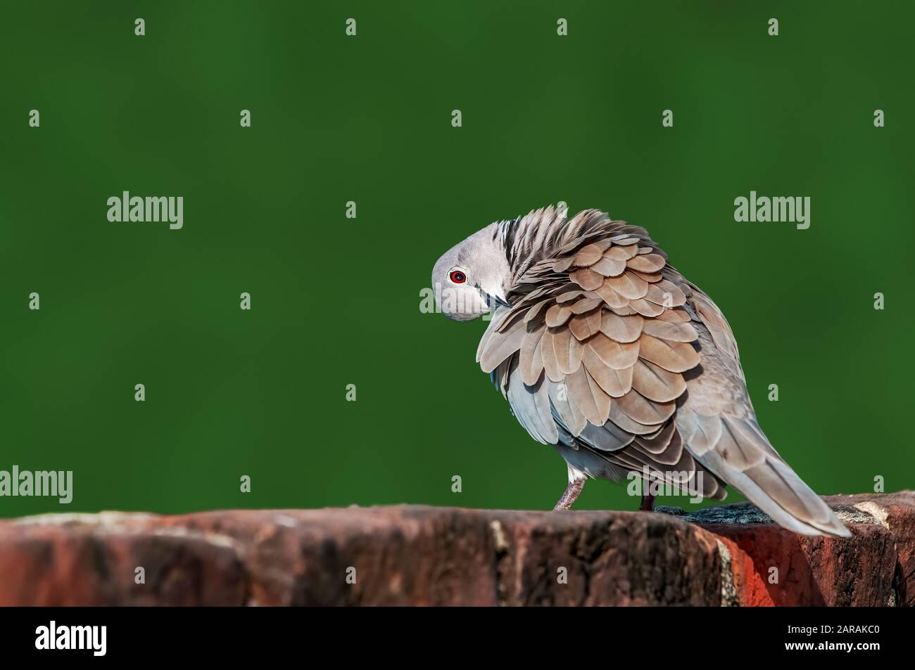 Eurasien collared colombe assis sur un mur faisant préen Banque D'Images