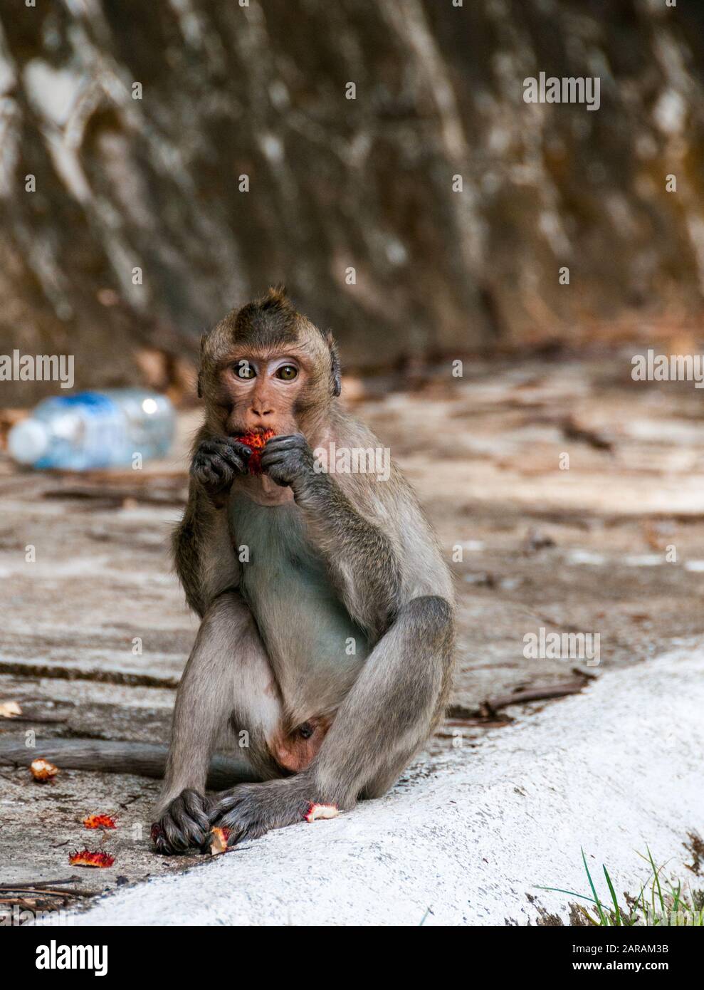 Un jeune macaque de crabe (Macaca fascicularis) mange un rambutan parmi les ordures rejetées à Kep, au Cambodge. Banque D'Images