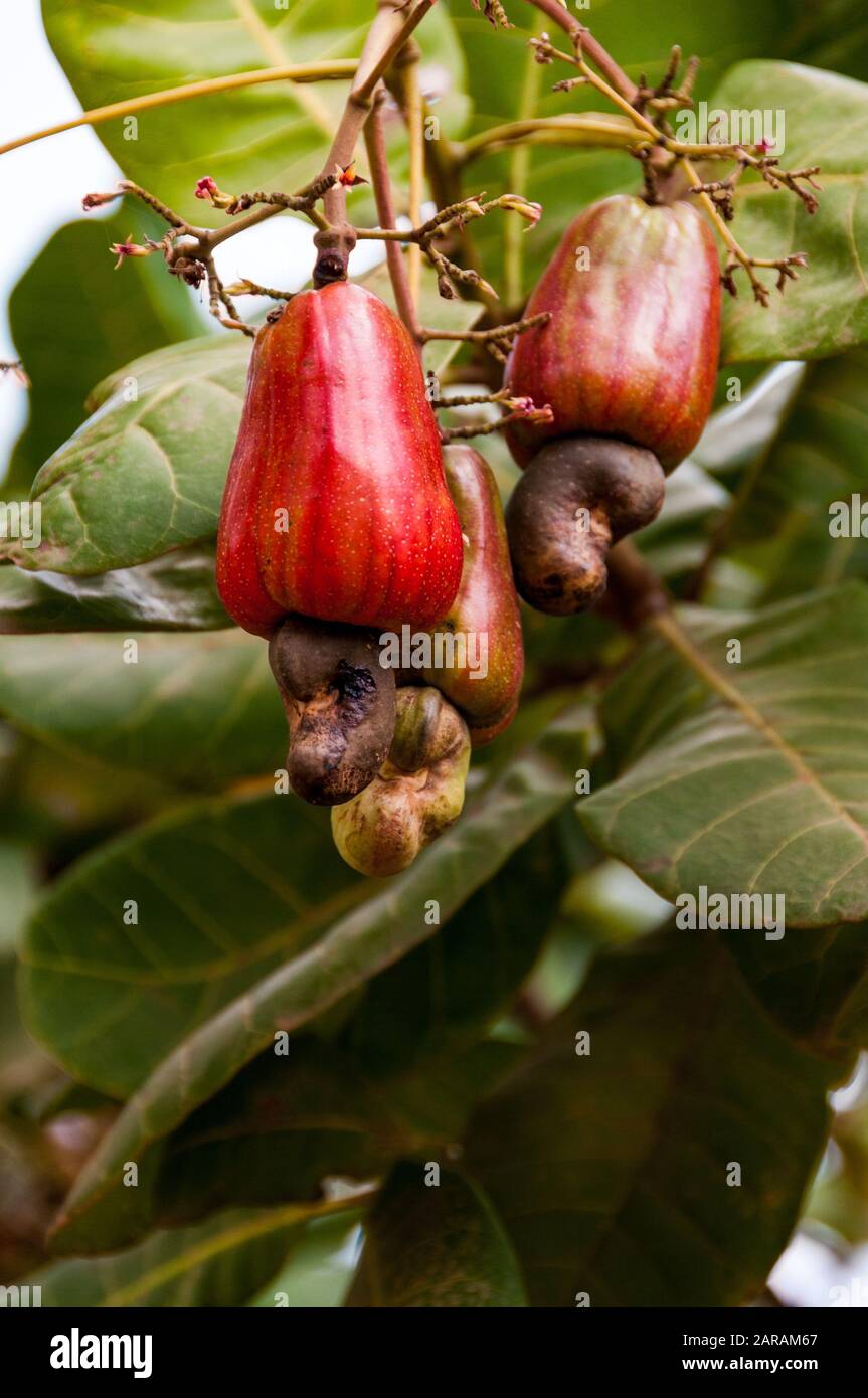 Les noix de cajou et des fruits qui poussent sur un arbre à une plantation dans les régions rurales de la province de Kampot, au Cambodge Banque D'Images