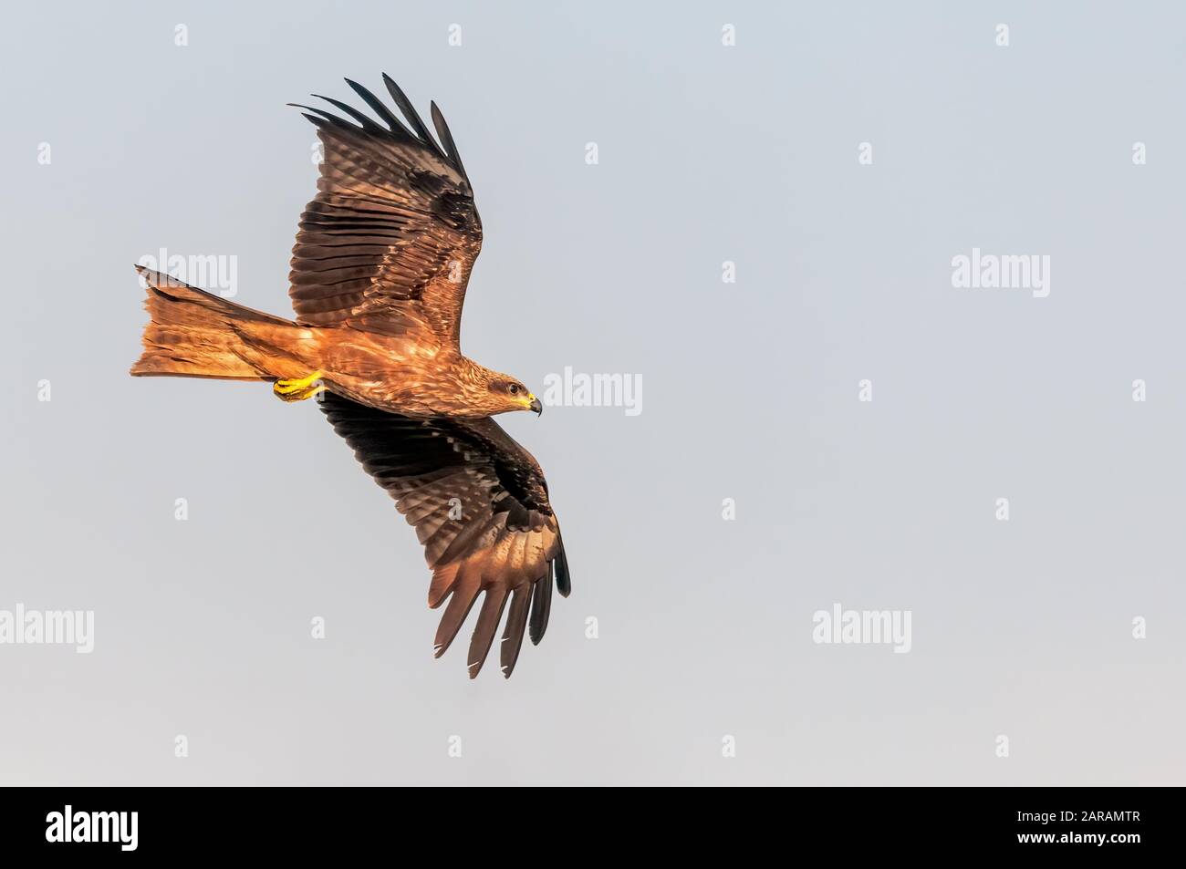 Un cerf-volant noir volant dans le ciel Banque D'Images