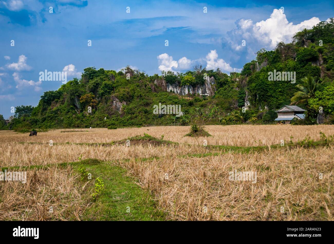 Les champs près de Phnom Chhnork grottes près de Kampot au Cambodge Banque D'Images